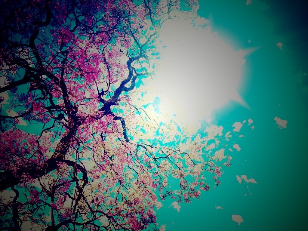 Цветение вишни обои