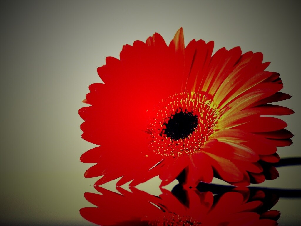 Гербер на стекле обои