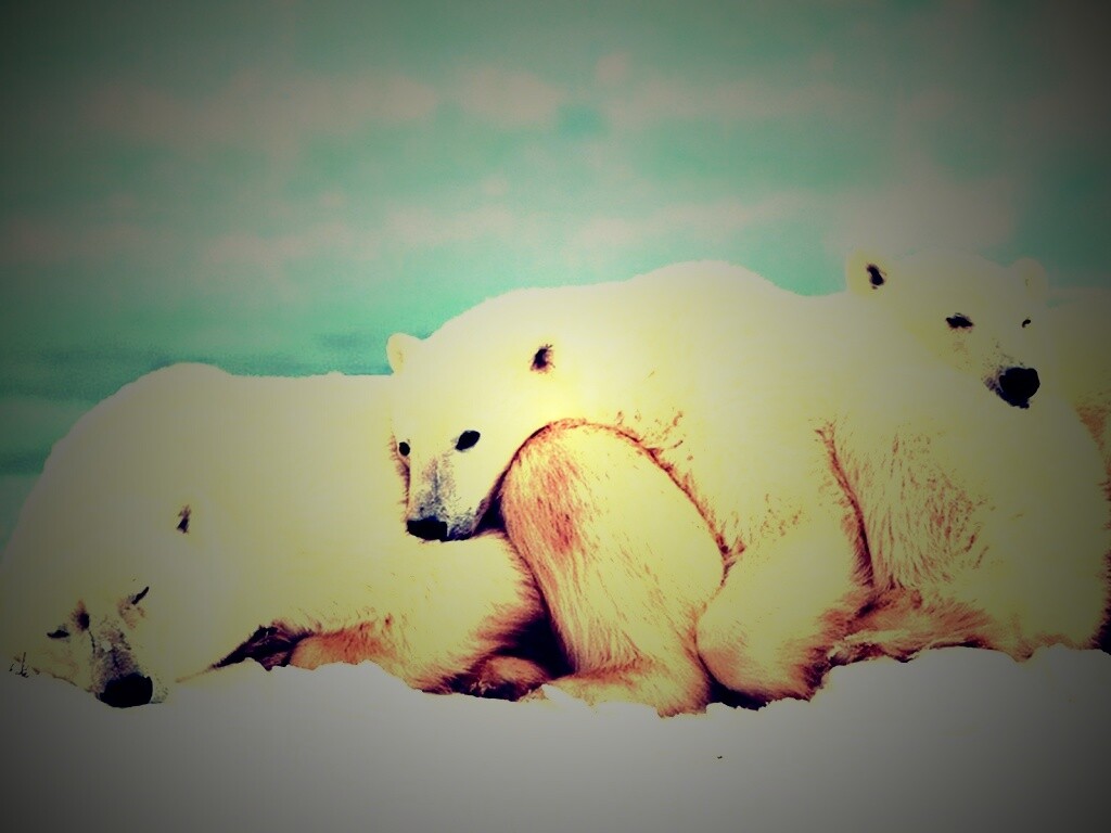 Белые мишки спят обои