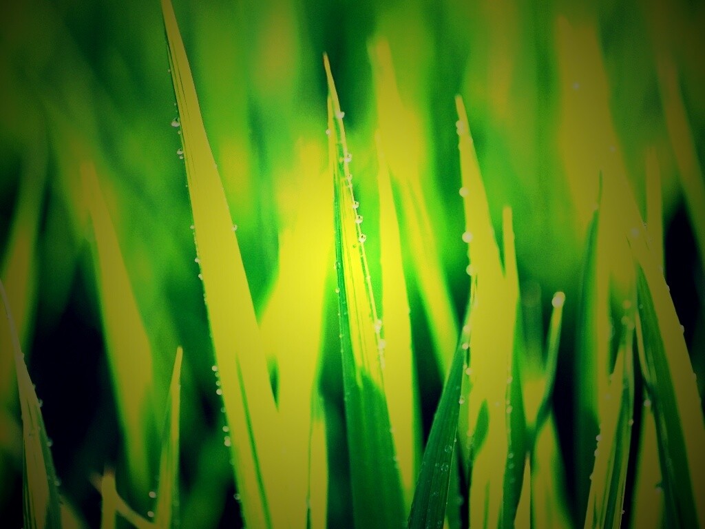 Яркая зеленая трава обои