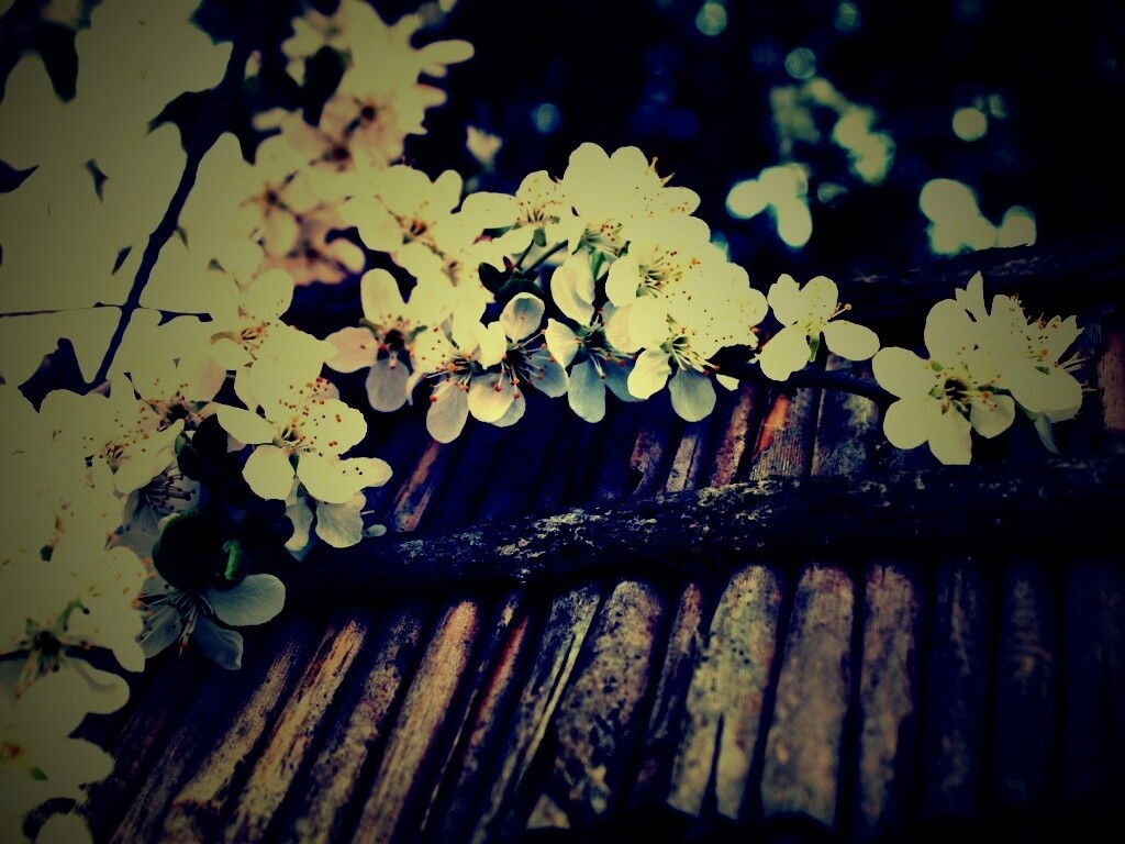 Веточка цветущей вишни обои