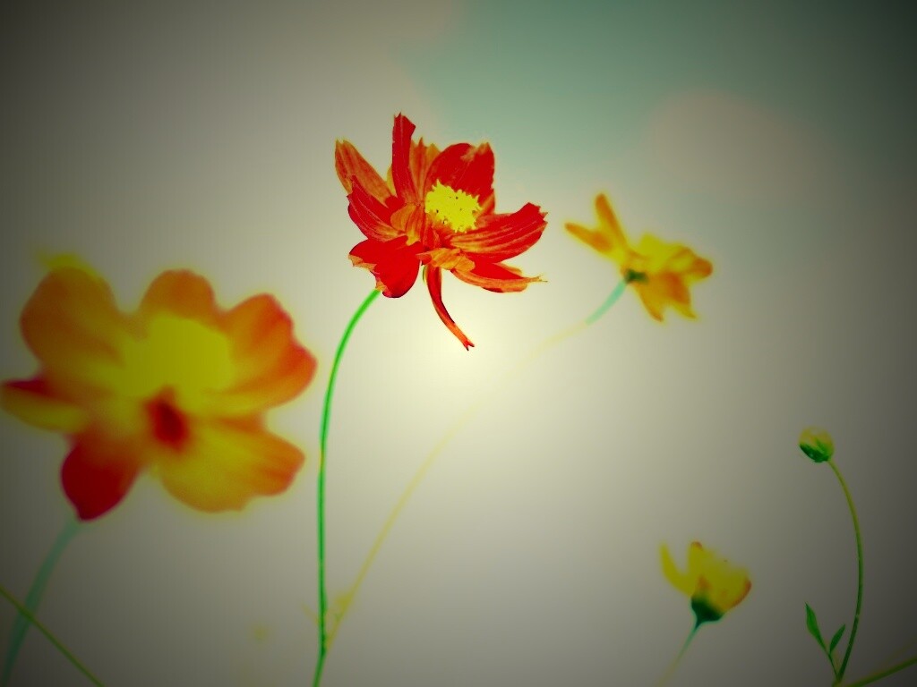 Летние цветы на фоне неба обои