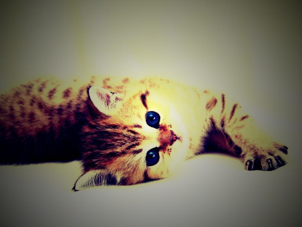 Рыжиый котенок с синим глазами обои