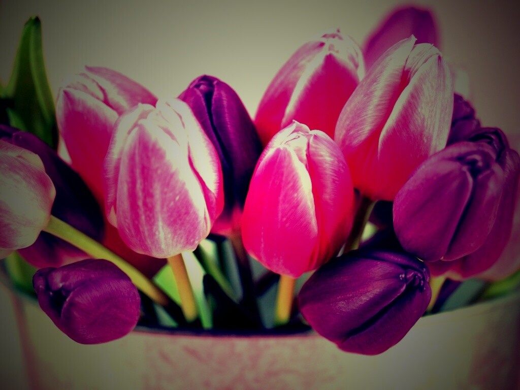 Розовые и фиолетовые тюльпаны обои
