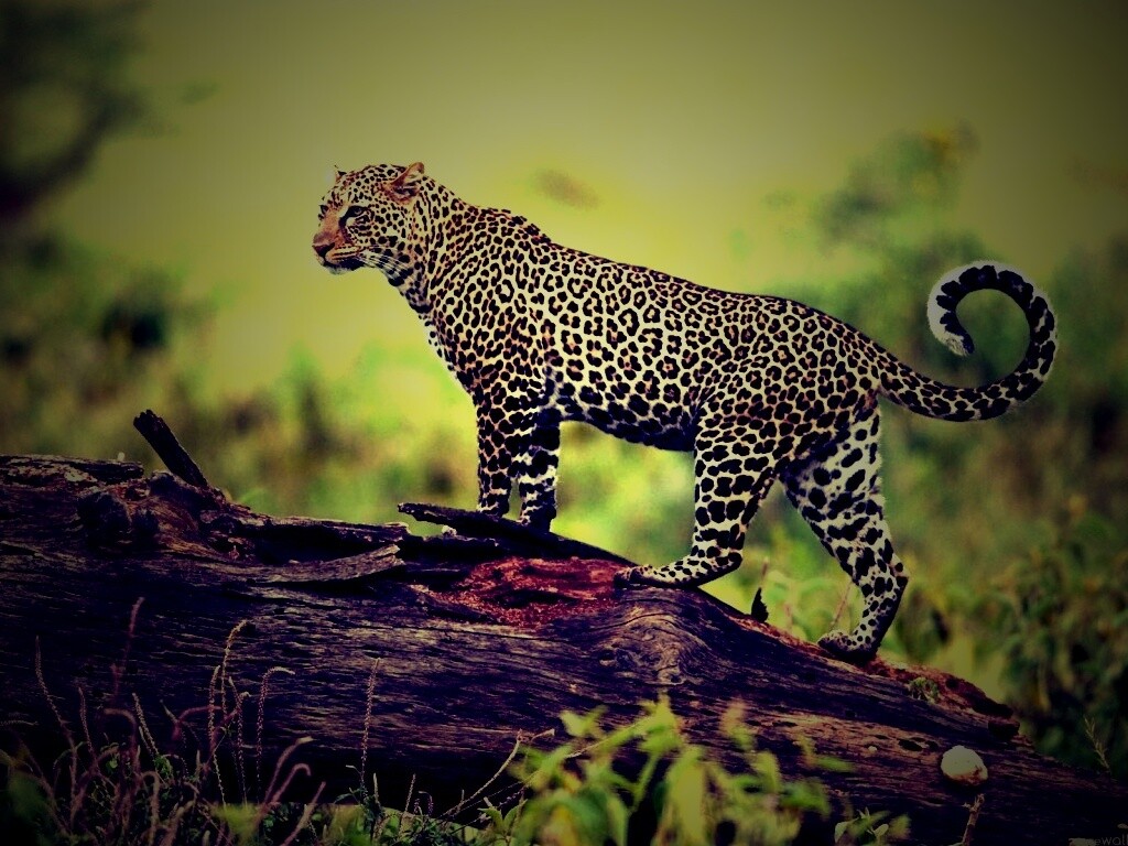 Леопард на природе обои