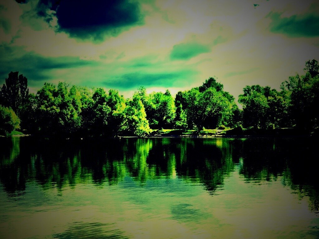 Деревья на берегу озера обои