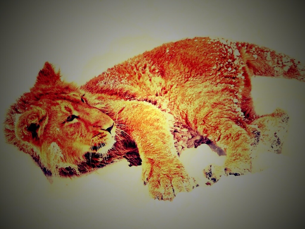 Львёнок в снегу обои