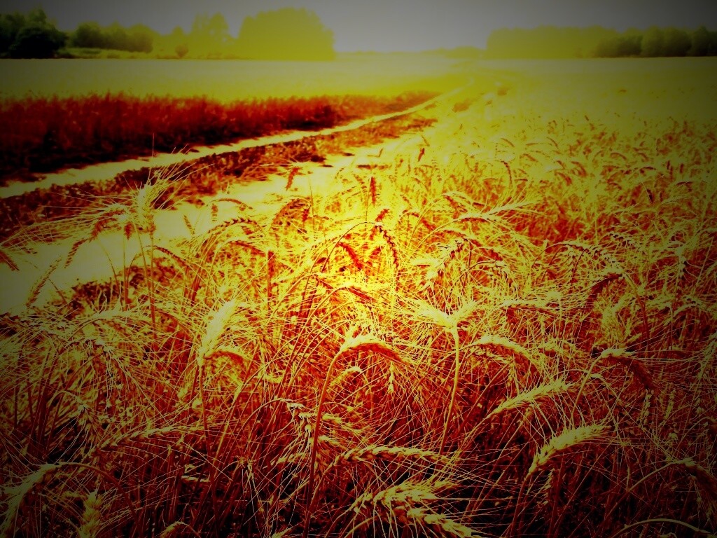 Речка среди поля обои