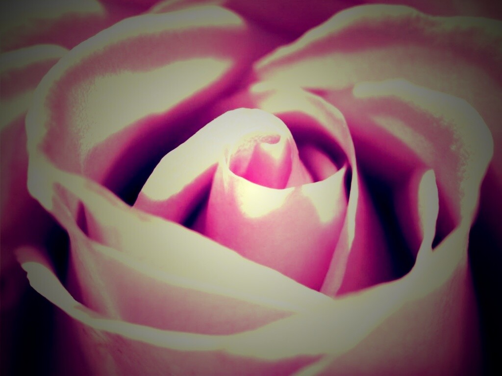 Фиолетовая роза макро обои