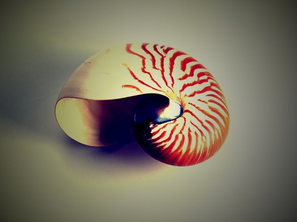 Ракушка в полоску обои