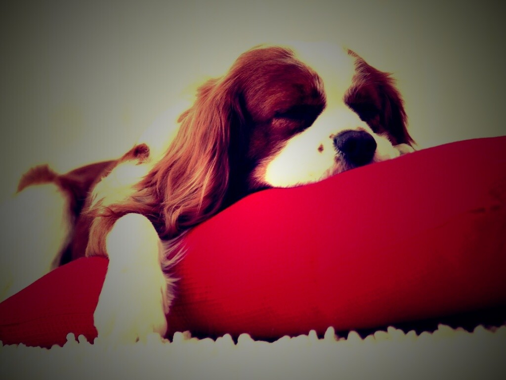 Спящий щенок на красной подушке обои