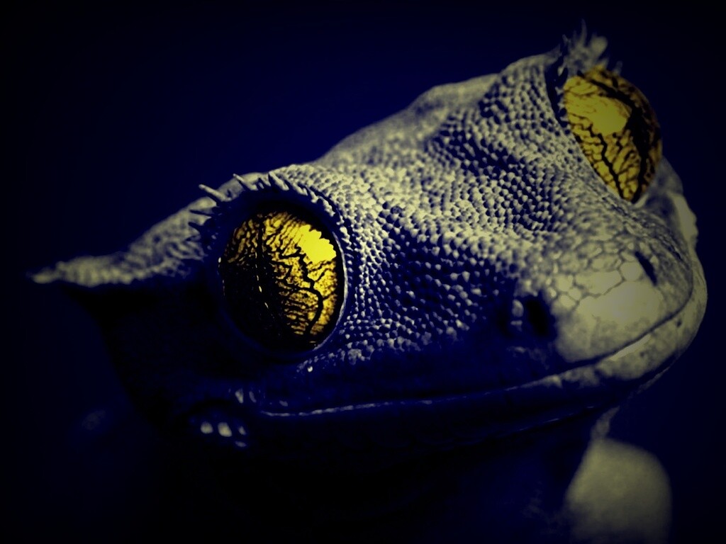 Ящерка обои