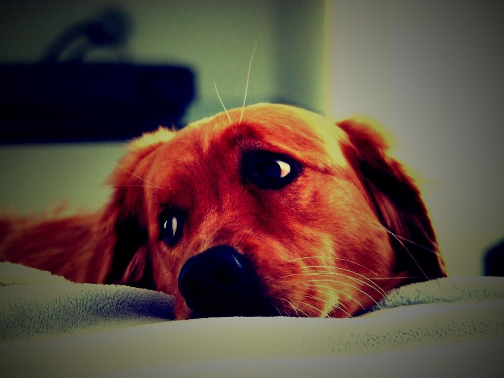 Лабрадор-ретривер обои