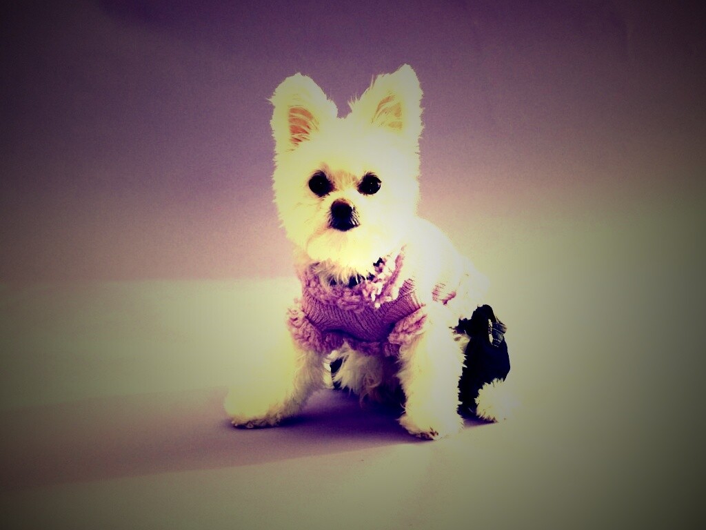Собачка в свитере обои