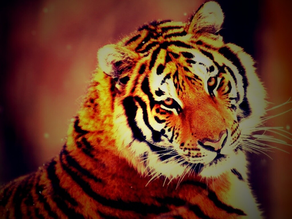 Тигр оборачивается обои