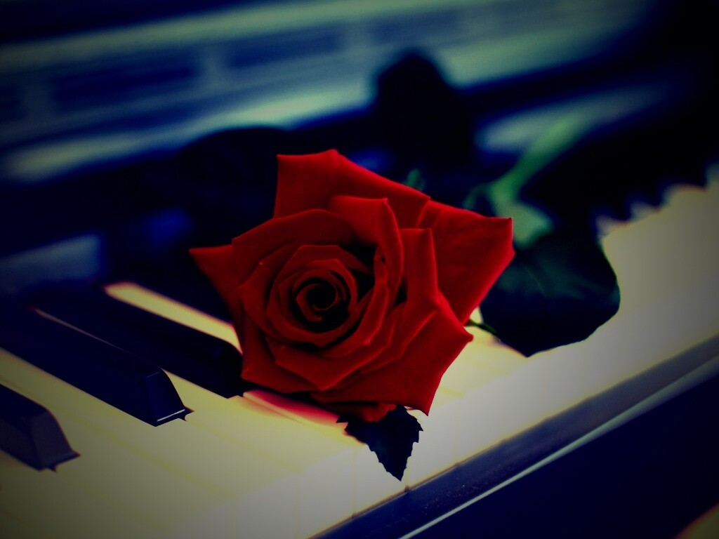 Роза на клавишах пианино обои