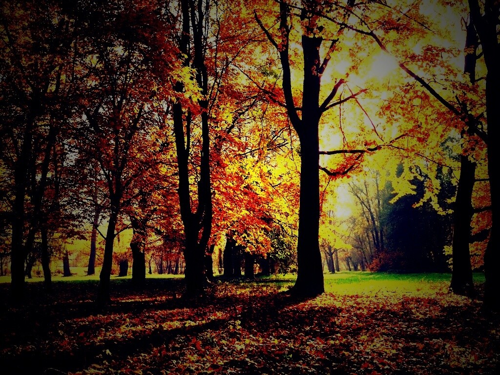 Осенний листопад в парке обои