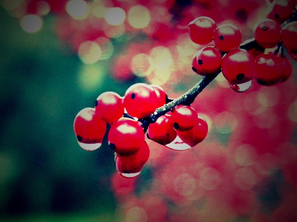 Капли росы на ягодах рябины обои
