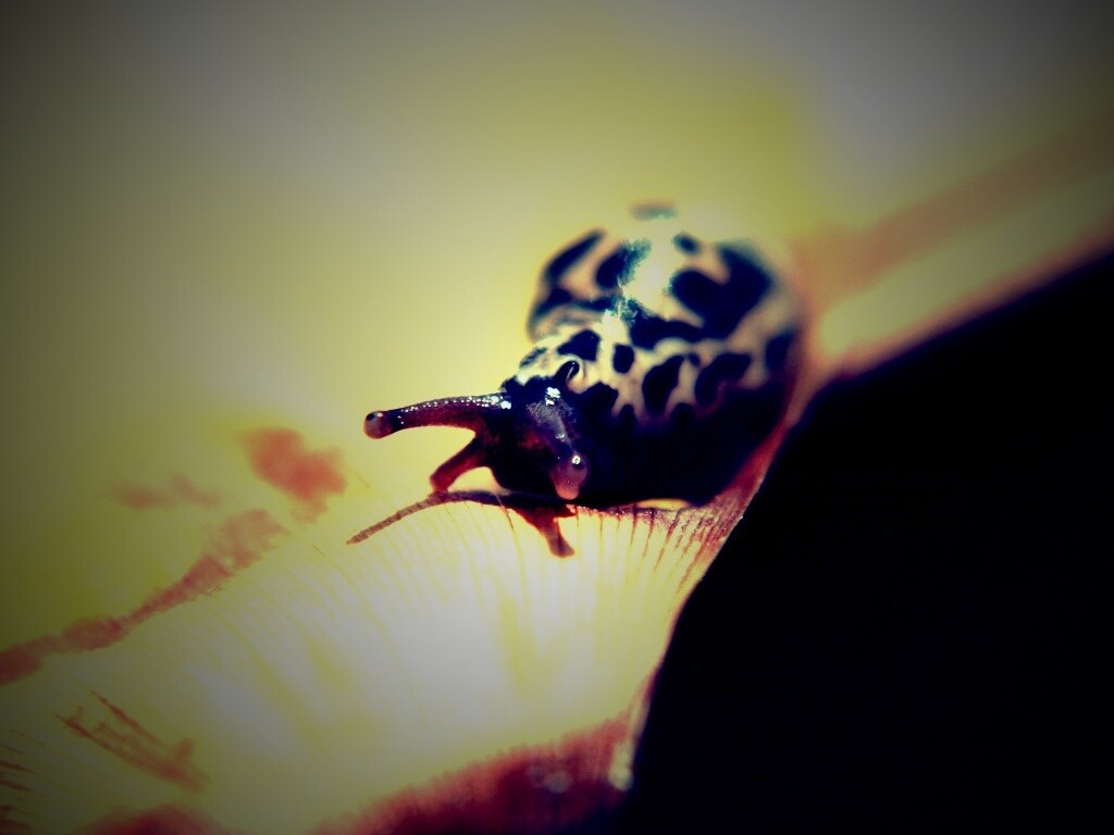 Ползущая улитка обои