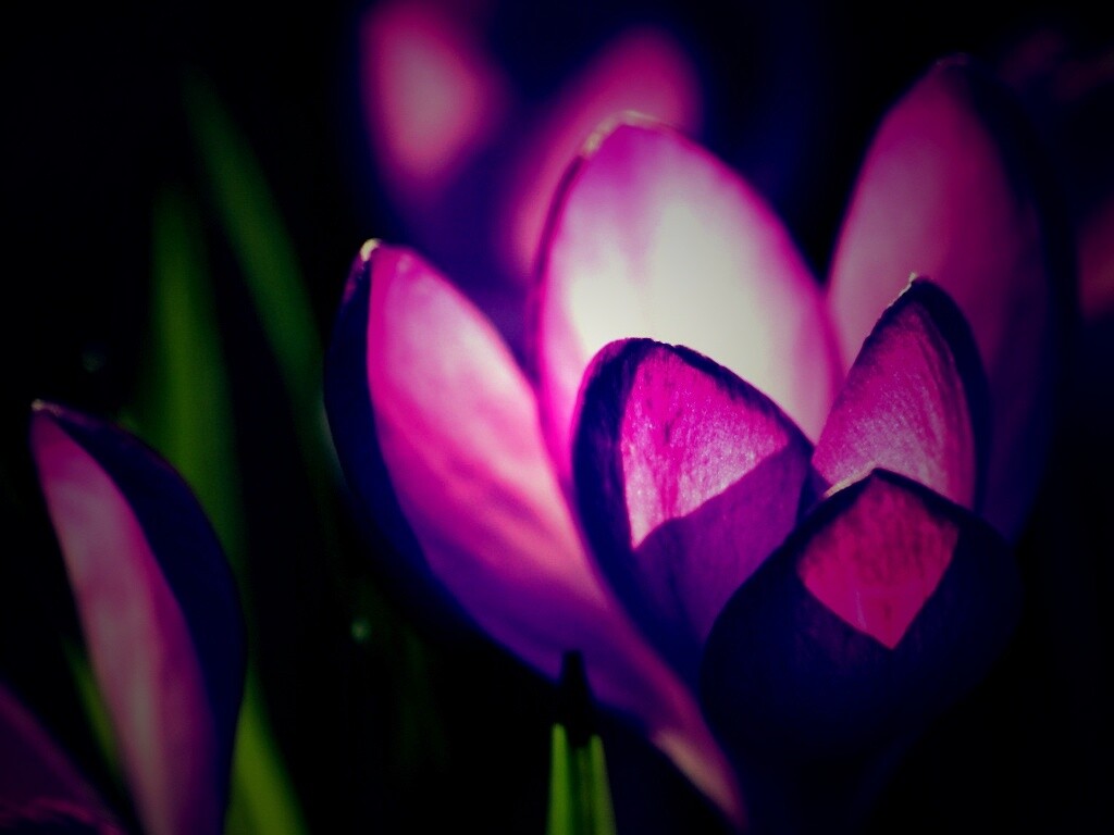 Фиолетовый крокус обои