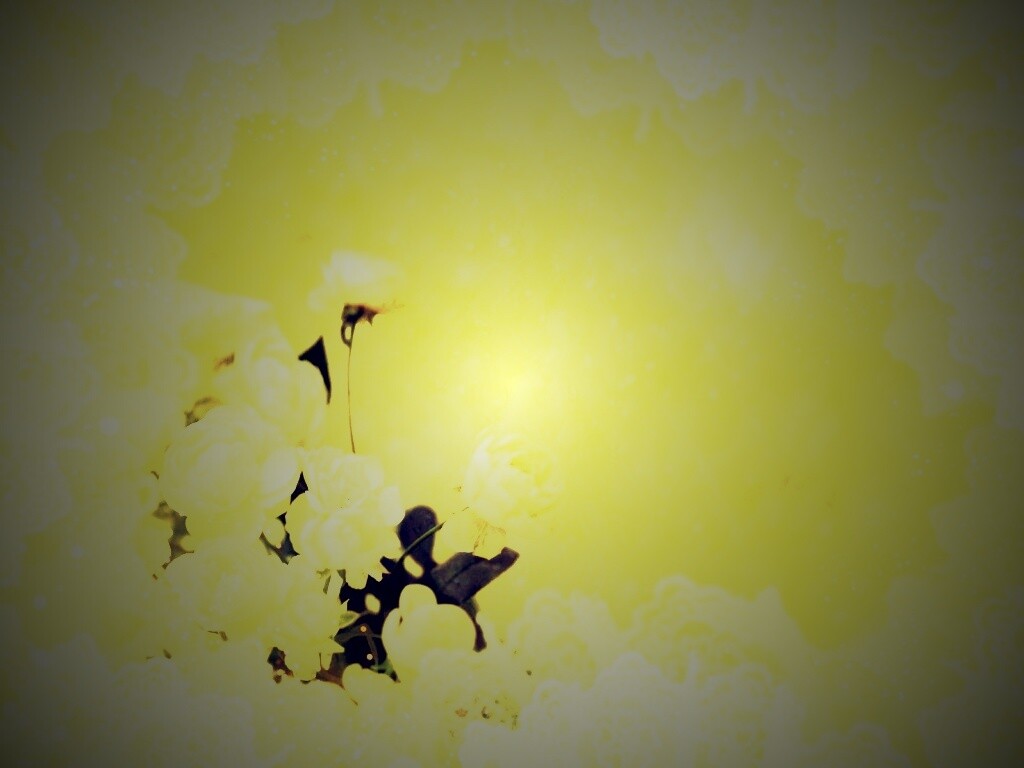 Бежевые кружева и розы обои