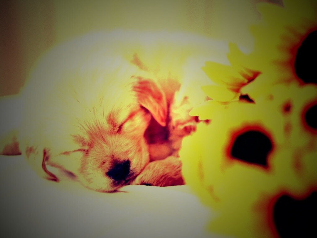 Спящий щенок обои