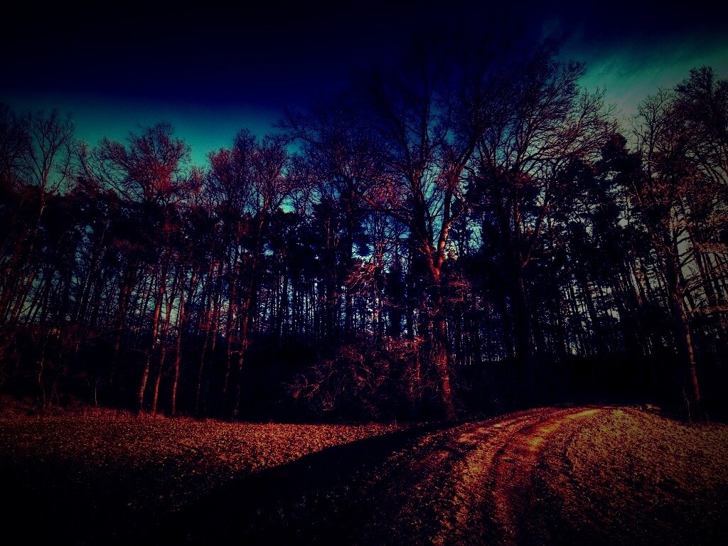 Дорога в лес обои