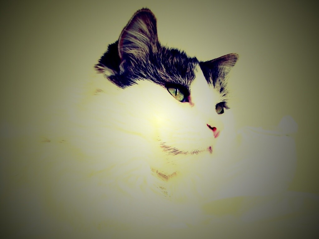 Белый кот с серой макушкой обои