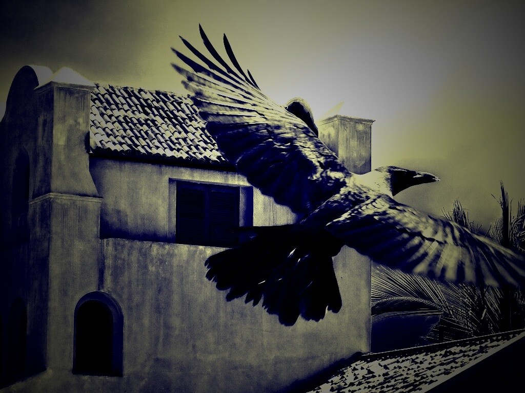 Полёт ворона обои
