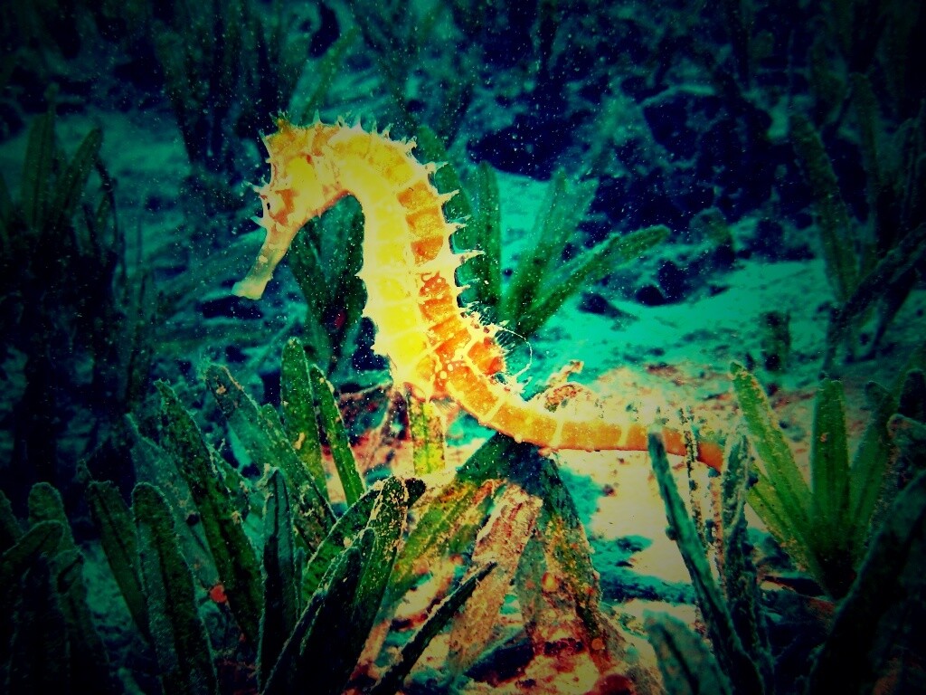 Морской конек обои