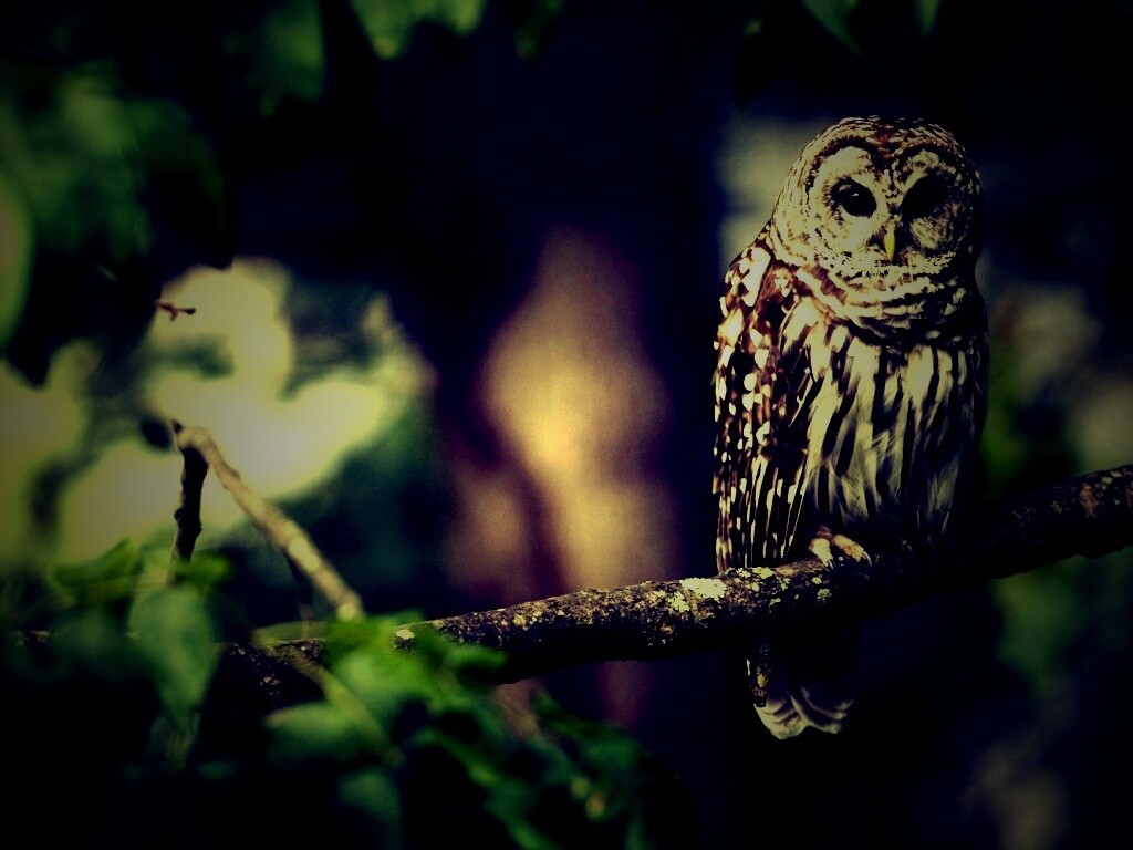 Сова на ветке обои