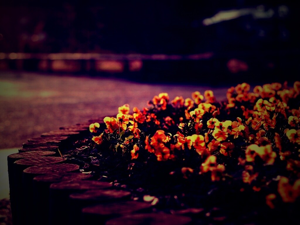 Красивая цветочная клумба обои