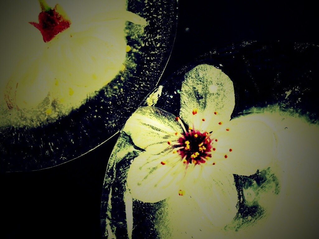 Цветы вишни во льду обои