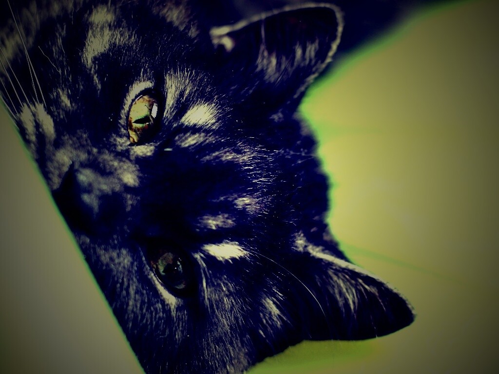 Глаза и уши обои