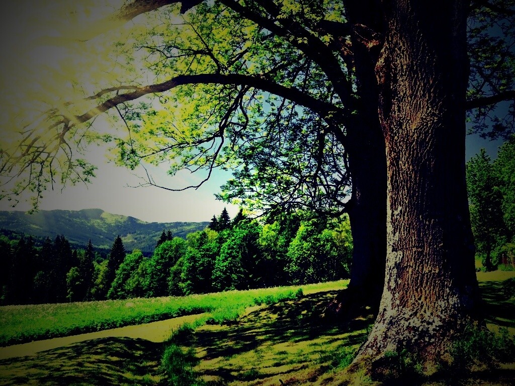 Лето в деревне обои