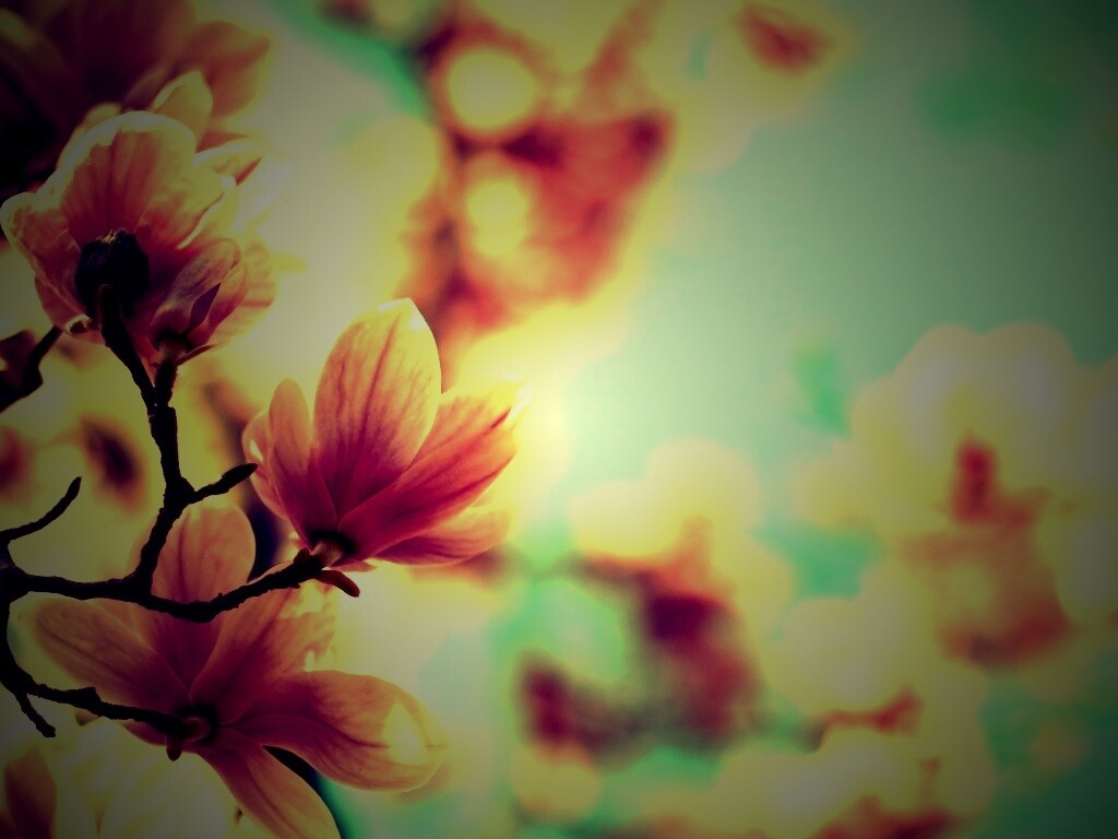 Цветы магнолии обои