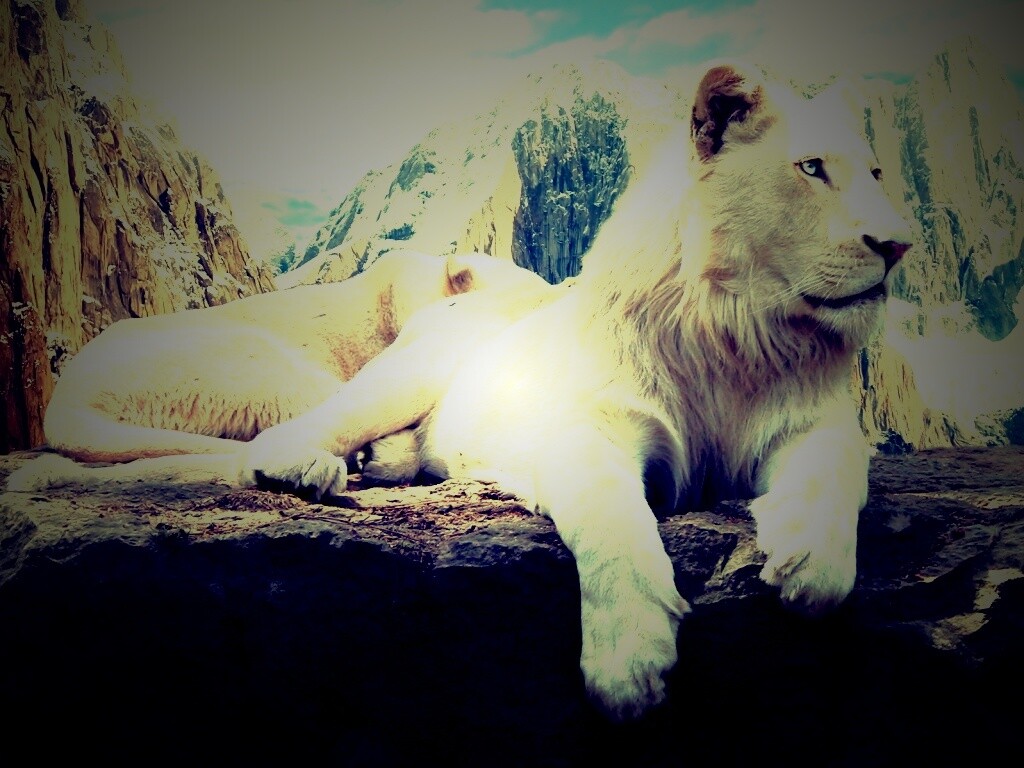Белый лев обои