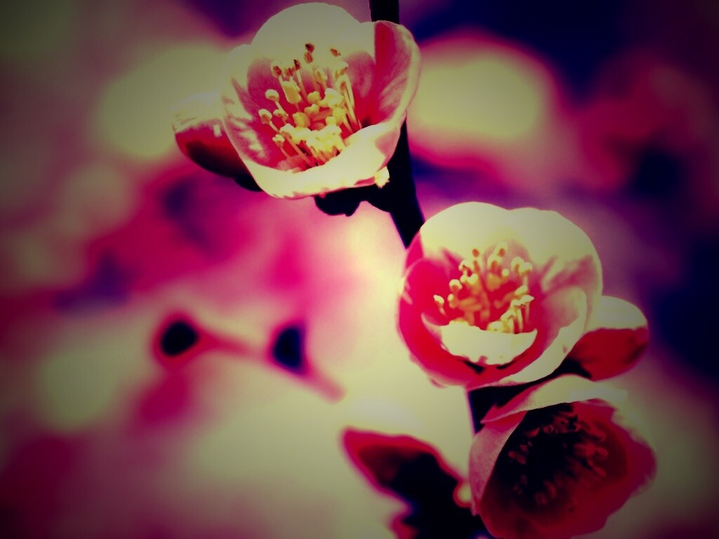 Великолепный цветок обои