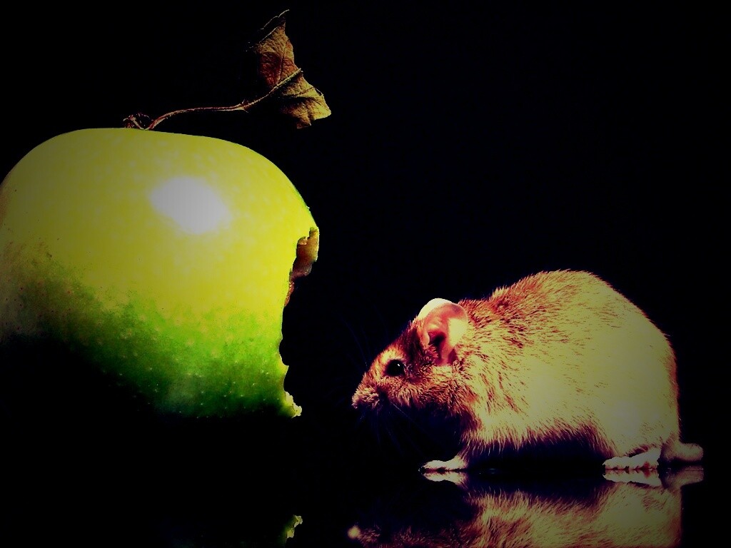 Мышь надкусила яблоко обои