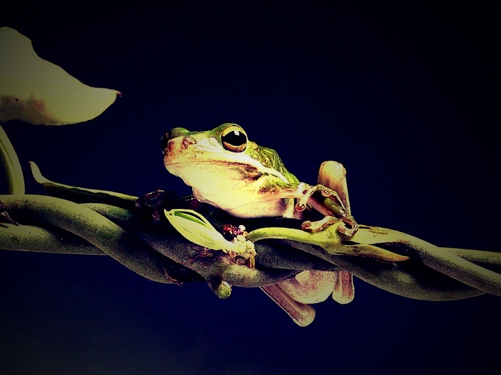 Лупоглазая лягушка на лиане обои