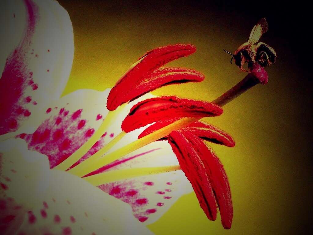 Трудолюбивая пчела на прекрасном цветке обои