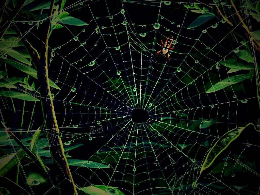 Паутина и паук обои