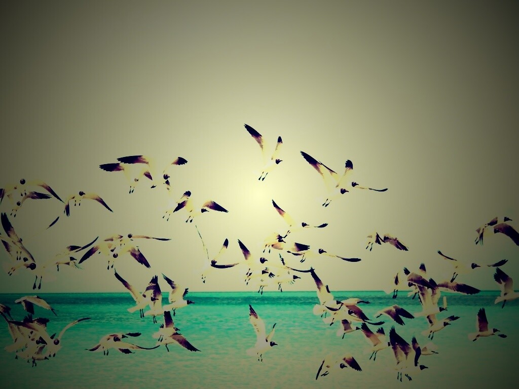 Стая взлетающих чаек обои