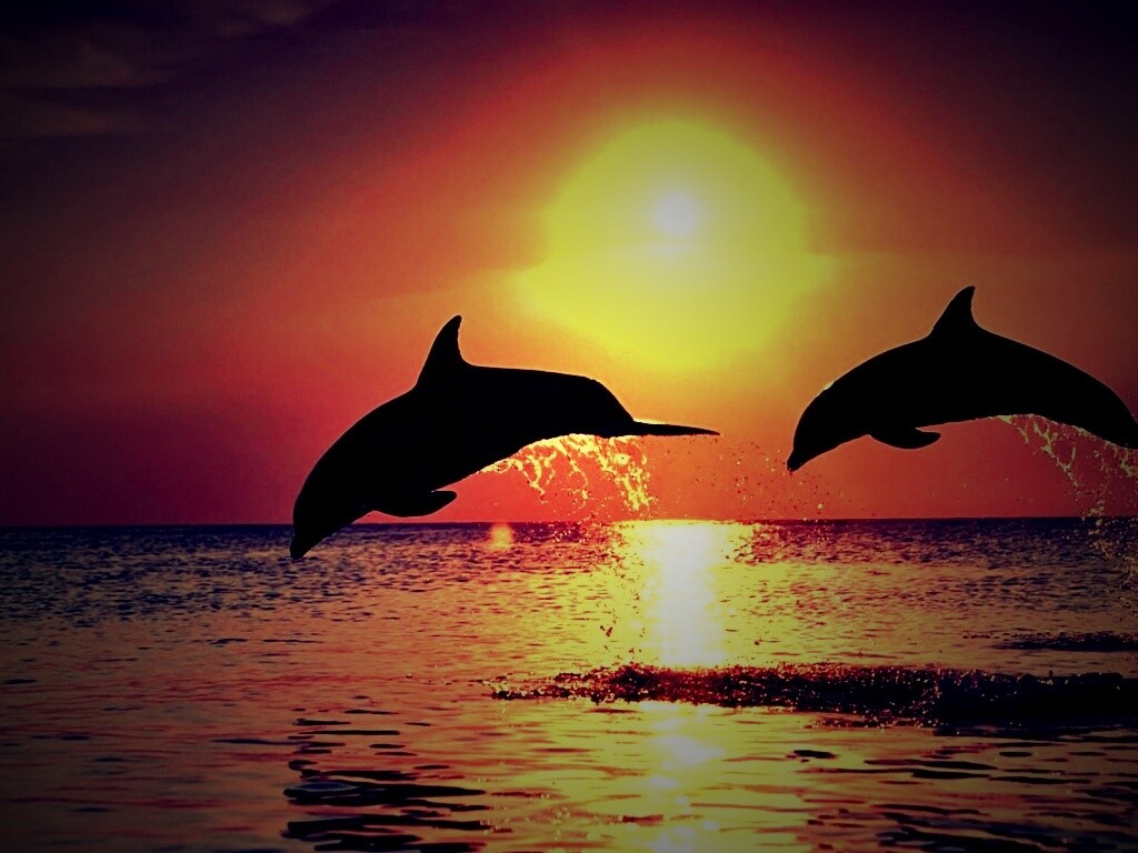 Дельфины выпрыгивают из воды обои