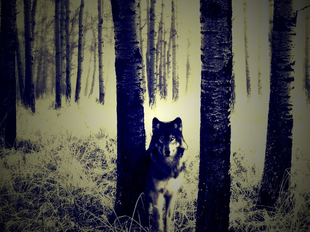 Волк в лесу обои
