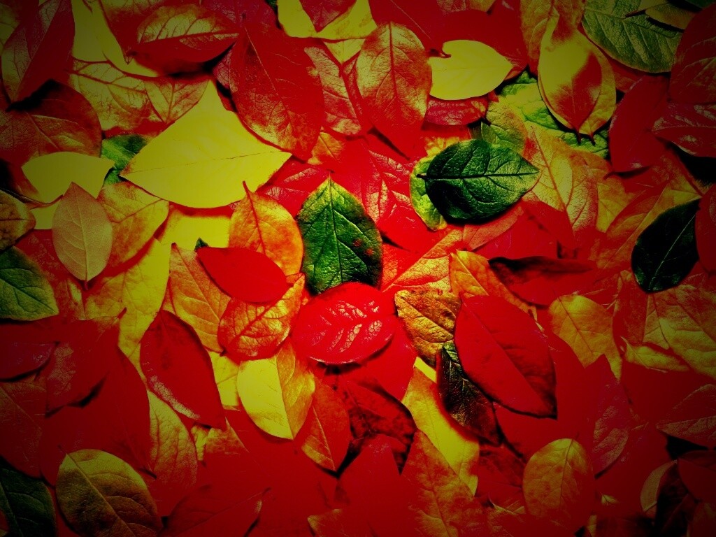 Цветной ковёр из листьев обои