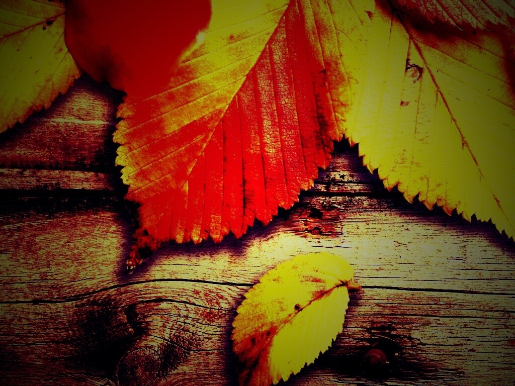 Красиво разложенные листья обои