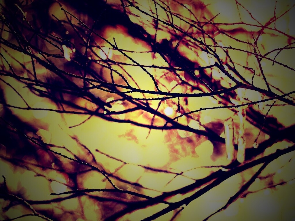 Мокрые ветви дерева обои