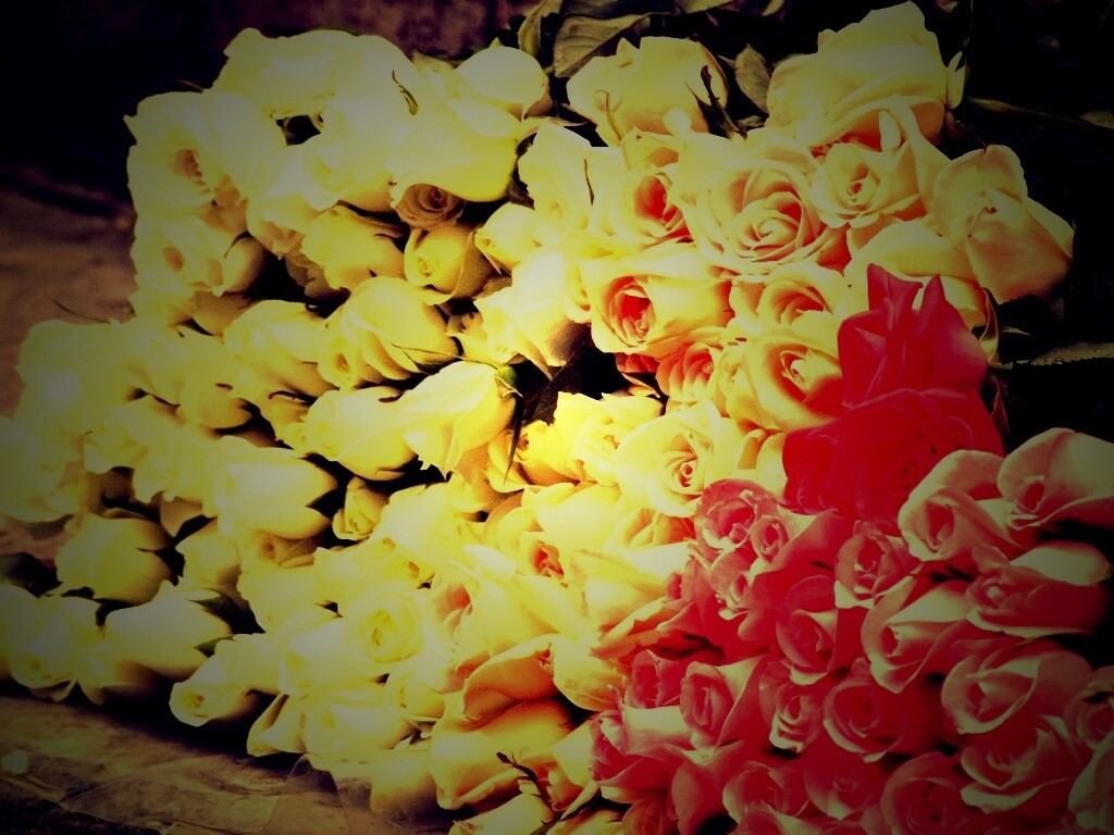 Букеты светлых роз обои