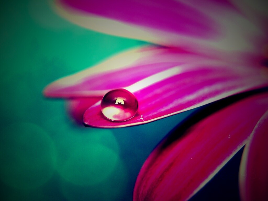 Капля на лепестке обои